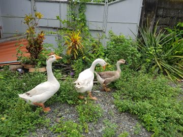 ‘As long as you have a garden, <br> you have a future’