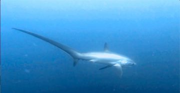 Thresher sharks welcome me back in Malapascua—and how