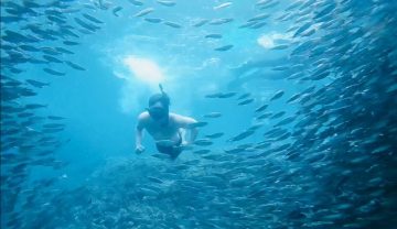 Swimming with the sardines—Bohol is my dream come true