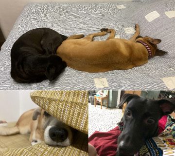 Dog bite 2021: Life lessons from my furbabies