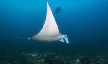 Study tags manta rays in the Philippines—but confirms they’re in danger
