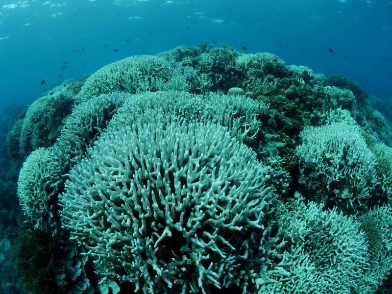 Tubbataha
