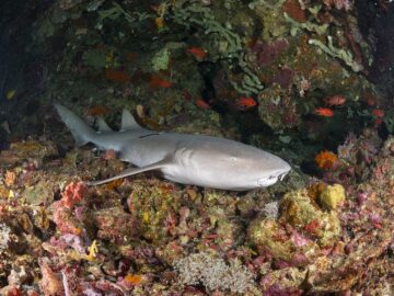 A first for Philippine conservation: Philip Stein plumbs the depths with WatchTubbataha