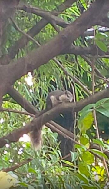 The early morning show in our subdivision