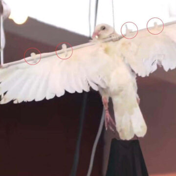 The crucified Easter dove and my mini crisis of faith