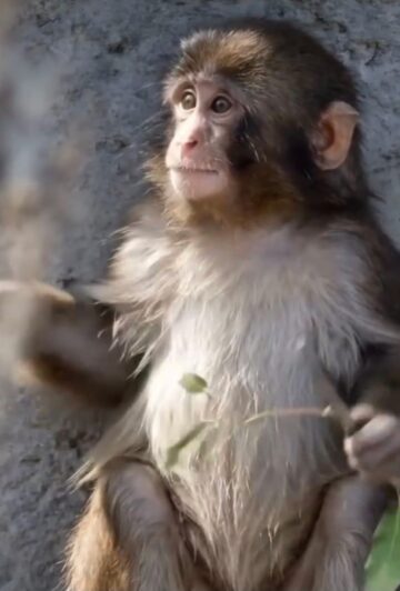 Punch the Monkey and my inner child: Why I feel so fiercely protective